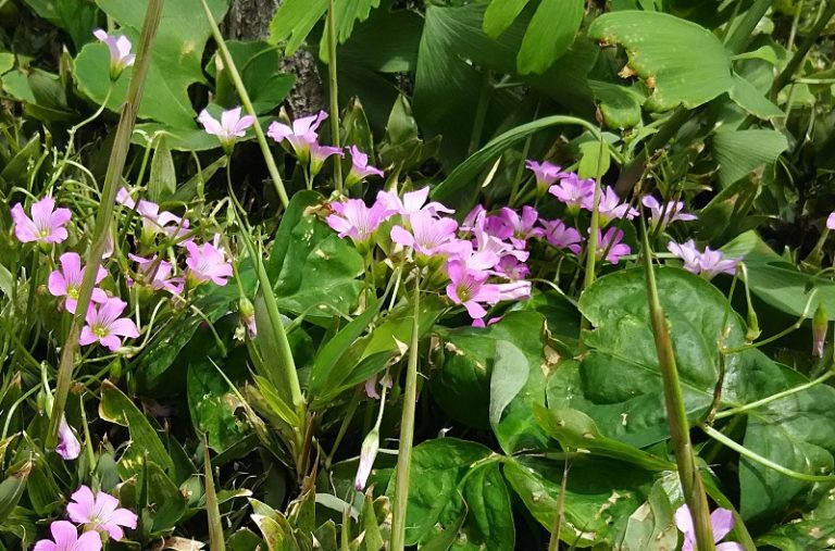 野花図鑑 Wild Flower In Japan ムラサキカタバミ Oxalis Corymbosa Flower Of Life Garden