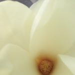 〔植物図鑑：Plants Picture Book in Japan〕：白木蓮 – Magnolia denudata –