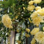 〔植物図鑑：Plants Picture Book in Japan〕：木香薔薇 – rose banksiae –