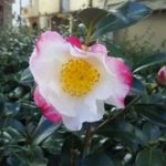 〔植物図鑑：Plants Picture Book in Japan〕：山茶花（sazanka）一重咲 – Camellia sasanqua –